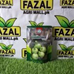 Green Cover Seeds HYBRID ROUND SQUASH TM 028 F1