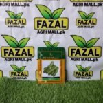Renova Seed Cucumber Alex F1-Resistant Cucumber Seeds for Pakistani Farms