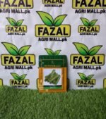 Buy Cucumber Alex Seed in Pakistan