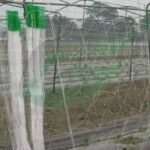 Vegetable Net - Image 2