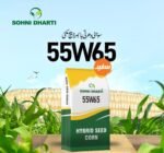 Hybrid Seed Corn in Pakistan