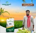 Buy Hybrid Seed Corn in Pakistan