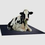 Cow Mat /2inch 44mm - Image 4