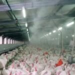 Mist Shower Cooling System For Poultry And Dairy Farms - Image 2