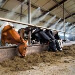 Mist Shower Cooling System For Poultry And Dairy Farms - Image 4
