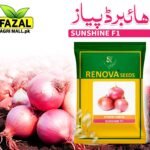 Renova Seed / Onion Sunshine F1 / 1kg - Image 2