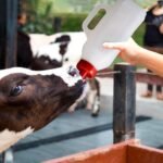 Calf Feeding Bottle - Image 3
