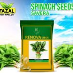 Buy Savera Spinach Seeds in Pakistan | High-Yield, Desi Palak | Fazal Agri Mall