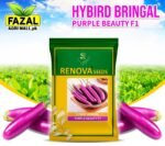 Hybrid Brinjal Seeds for Sale in Pakistan - High Yield, Disease Resistant | Fazal Agri