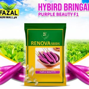 Hybrid Brinjal Seeds for Sale in Pakistan - High Yield, Disease Resistant | Fazal Agri