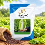 Renova Seeds China Cabbage BIG 6 10g Seeds