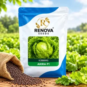Renova-Seeds-Iceberg-Lettuce-Packet