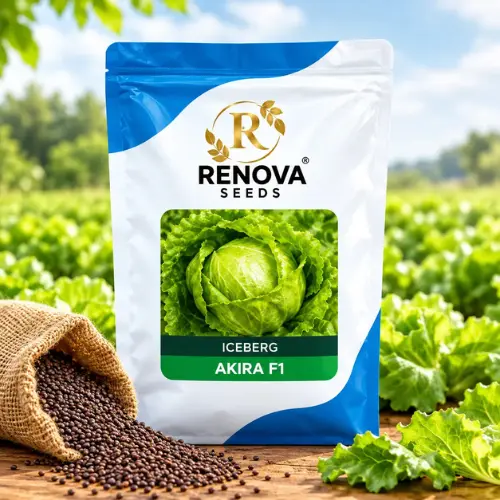 Renova Seeds Iceberg Lettuce Packet Renova-Seeds-Iceberg-Lettuce-Packet