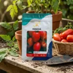 RENOVA Hybrid Tomato RS-804 F1 Tomato Seeds 1000 Seeds