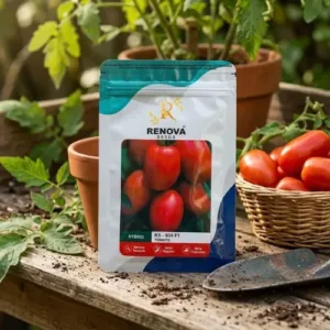 RENOVA Hybrid Tomato RS-804 F1 Tomato Seeds 1000 Seeds