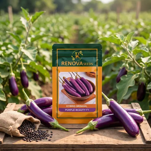Renova Hybrid Brinjal Purple Beauty F1 10g Renova Hybrid Brinjal Purple Beauty F1 10 Gram Seeds