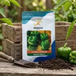 Renova Seeds Hybrid Capsicum Green Man F1