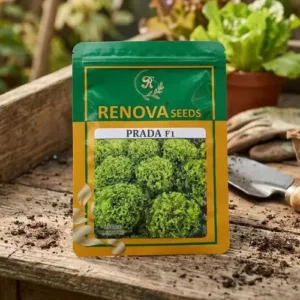 Renova Seeds Hybrid Lettuce Prada F1 50g Pack