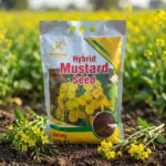 Renova Hybrid Mustard Seed RS-666 2 kg