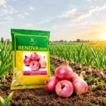 Renova Seeds Hybrid Onion Five Star F1 – 100 Gram