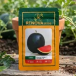 Renova Hybrid Watermelon Black King F1 Seeds 50g