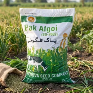 Renova Seeds Pak Afgoi SG-2002 20 kg fodder maize seed