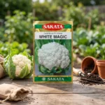SAKATA Cauliflower F1 Hybrid White Magic
